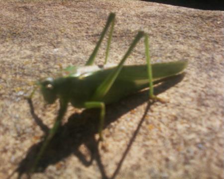 le cricri